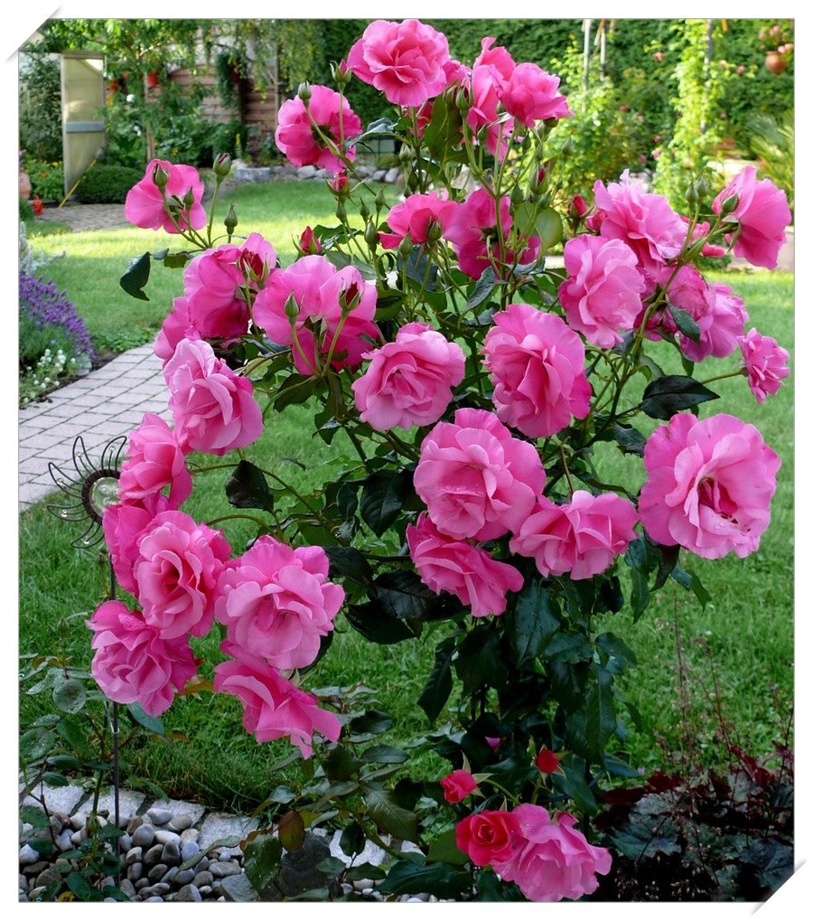 Camelot róże pnące